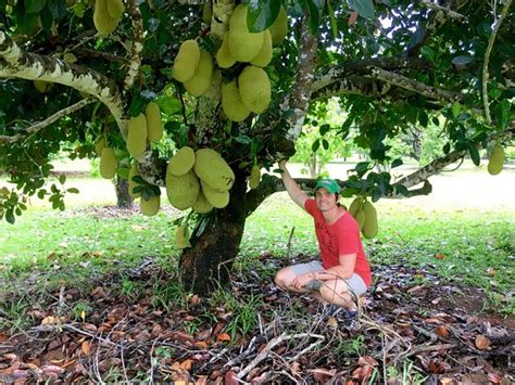 I can grow as big 75 cm in diameter, up to 30 kg in weight. Jackfruit - the largest tree-borne fruit in the world ...