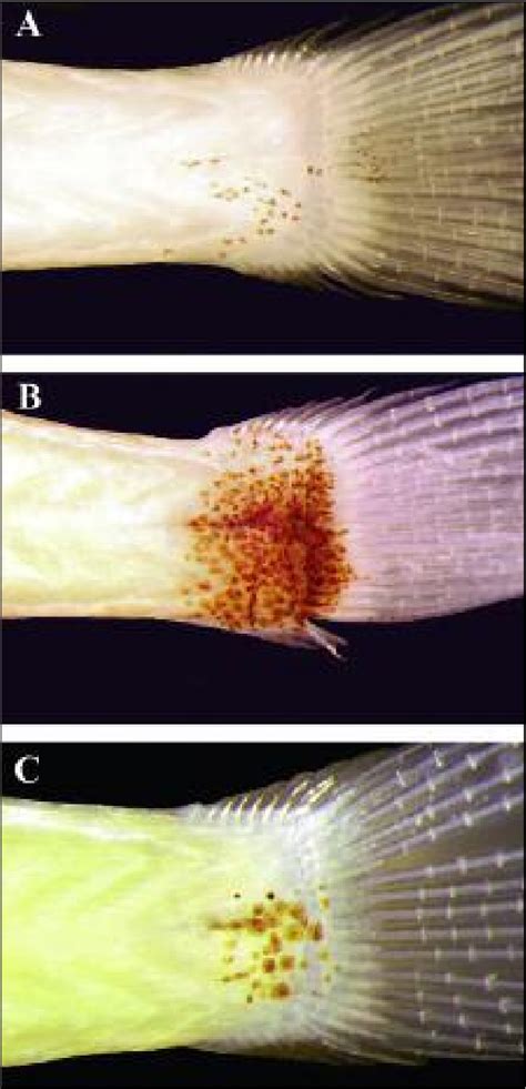 Figure 4 From Two New Species Of The Trimma Tevegae Species Group From
