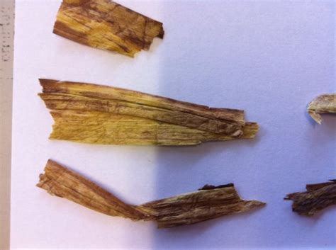 Herbstzeitlose enthalten das alkaloid colchicin in allen bestandteilen der pflanze, das bei genuss zu. Herbstzeitlose im Heu | Seite 17 | Nagerforum Schweiz