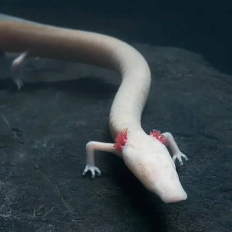 🔥 Meet The Olm A Salamander That Grows To 20 30 Cm Can Live Up To 100 Years Only Has To Eat