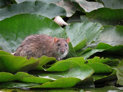 Rats and mice not only contaminate food… breed rapidly — one pregnant female can produce up to 60 babies in one year if left untreated. The brown rat, also referred to as common rat, street rat ...