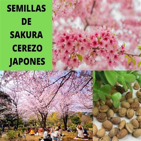 Semillas De Sakura Cerezo Japones