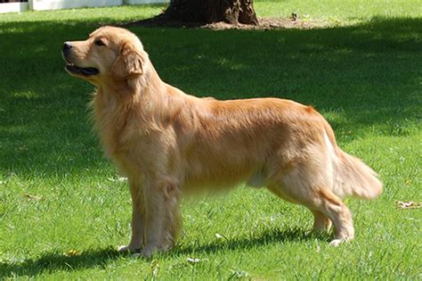 How Big Can A Male Golden Retriever Get