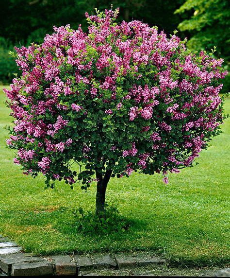 Fragrant And Richly Flowering The Dwarf Standard Lilac Syringa Meyeri