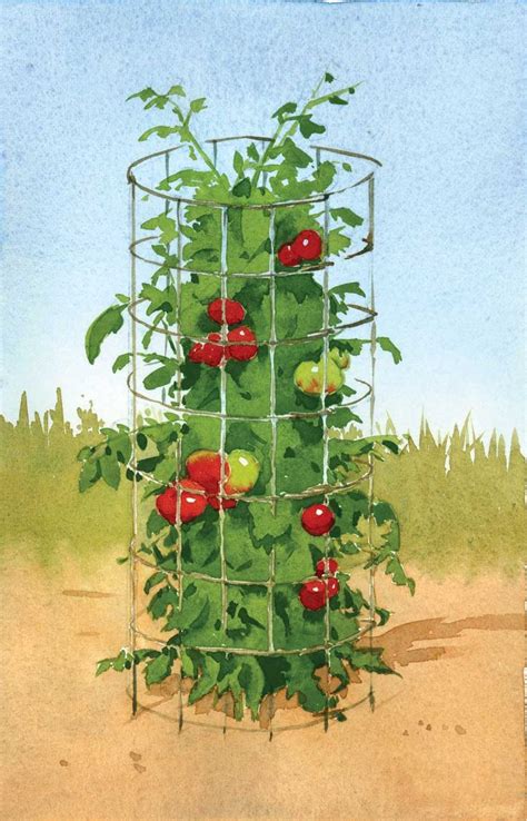 The Best Homemade Tomato Cages Organic Gardening Mother Earth News