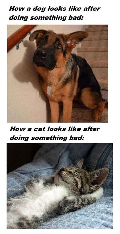 Funny Dogs And Cats With Captions