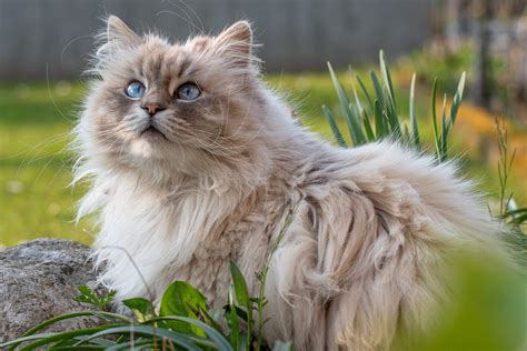 44 Of The Cutest Cat Breeds Readers Digest