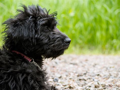 Australian labradoodles are considered a purebred by some as they have been bred for sufficient generations with sufficient stock (some also contain cocker spaniel or irish water spaniel ancestry) to. Reasons It's a Great Idea to Own Black Labradoodle Puppies ...