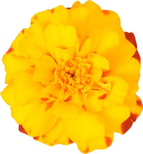 Download Mexican Plant Yellow Marigold Flower Background Free Png