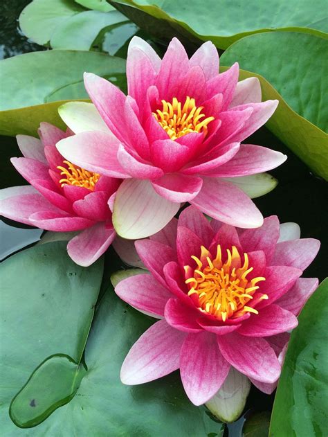 Susan Rushton Lotus Flower Pictures Flowers Photography Flower Pictures
