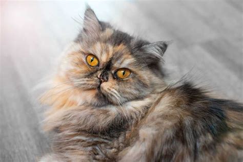 A persian cat sitting on the stairs, and look into the right above. PERSIAN CAT Breed Information - Pets Beast