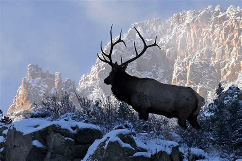 Free Elk Wallpaper And Screensavers Wallpapersafari