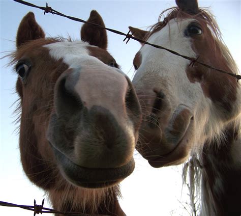 Horses With Smiles Smithsonian Photo Contest Smithsonian Magazine