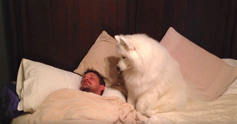 Dog Needs A Walk And Dads Still Asleep Dog Wakes Him Up In Hilarious