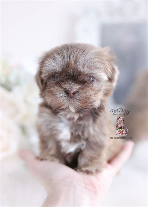 Imperial Shih Tzu Teacup Puppies Teacup Puppies And Boutique