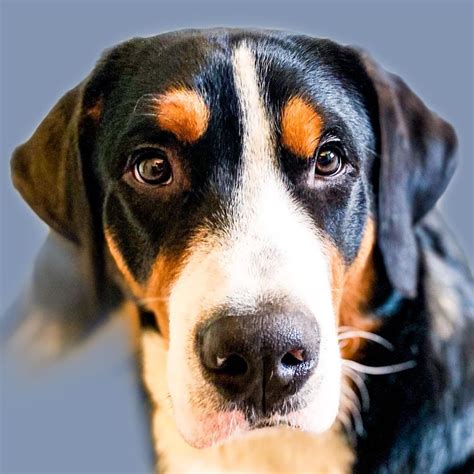 15 Interesting Facts About Entlebucher Mountain Dogs Page 2 Of 5