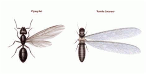 Bonide termite & carpenter ant killer. Are those termite swarmers that you see? | Palmetto Exterminators
