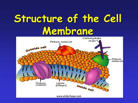 The powerhouse of the cell mitochondria have been a source of recurrent fascination to biologists since they were first recognized as threads and granules within the cell cytoplasm almost a century and a half ago. Plasma Membrane-Gateway to the Cell - Presentation Biology