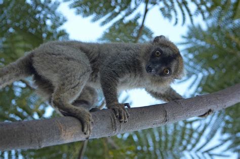 Lemurs Sportive Lemurs New England Primate Conservancy