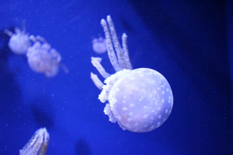 Free Images Atmosphere Jellyfish Invertebrate Outer Space Marine