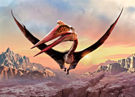 Fossil Of Huge Flying Reptile Unearthed Robinage