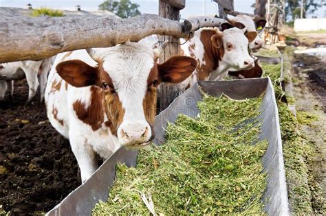 Les Vaches Laitières Mangent Lensilage Dans Une Ferme Image Stock
