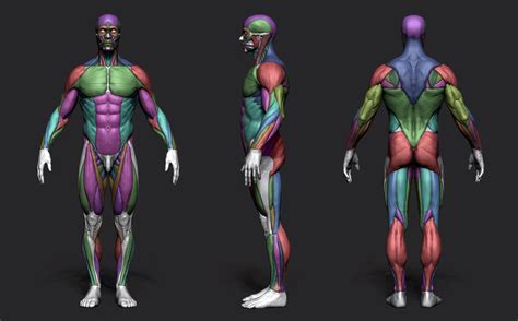 3d Anatomy Reference For Artists Artists Huo