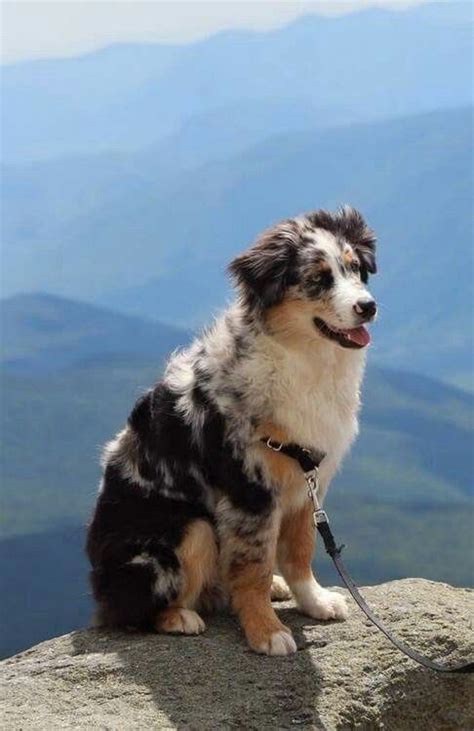 16 Historical Facts About Australian Shepherds You Might