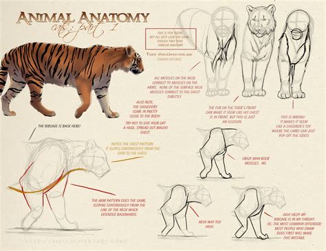 Tiger Reference Front Legs Cat Anatomy Feline Anatomy Animal Drawings