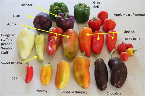 Peppers Sweet And Heat Yard And Garden News University Of Minnesota Extension Stuffed