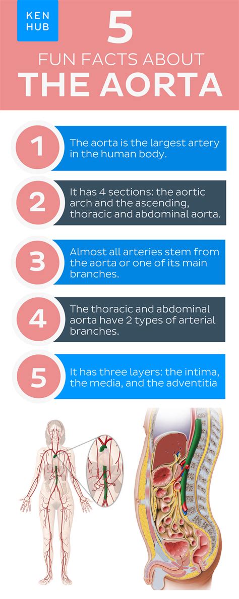 The Aorta Is The Largest Vessel In The Human Body Click To Learn More