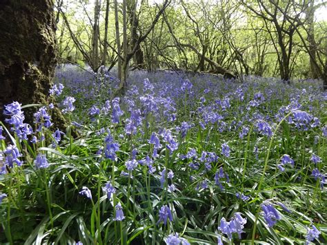 Bluebells In Meldon Woods By Angela C West Country Bluebells Photo