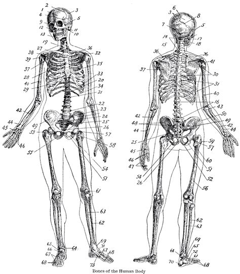 Human Bone Anatomy Chart Skeletal Anatomy Chart Sketeton System Poster Images And Photos Finder