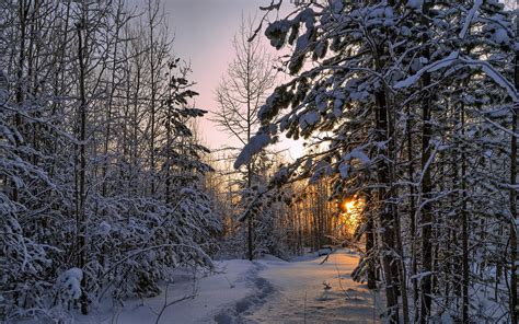 Winter Forest Thick Snow Trees Sunset Wallpaper Nature And