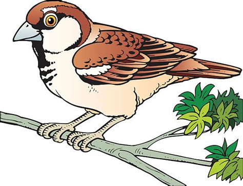 Royalty Free Sparrow Clip Art Vector Images And Illustrations Istock