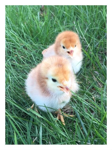 Baby chicks 2020! | Heritage breeds, Hobby farms, Baby chicks