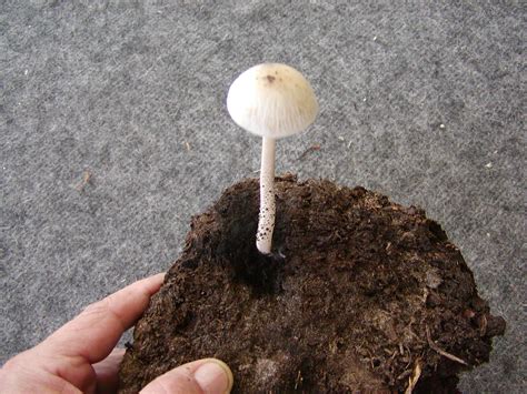 Cow Patty Shroom Growinggot After A Huntid Please Mushroom
