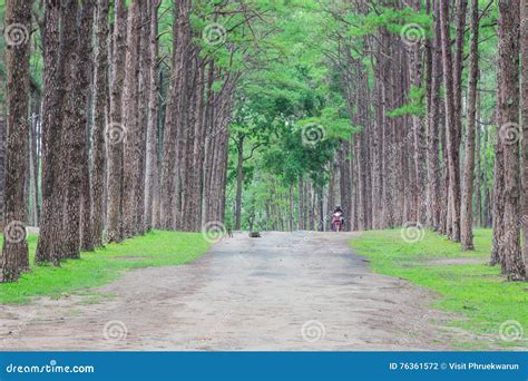 Pine Forest Suan Son Bor Kaew At Chiang Mai Thailand Unseen Th Stock
