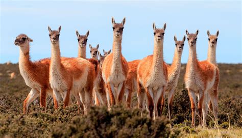 Eine lama art , siehe vikunja eine stadt in chile , siehe vicuña ( chile ) vicuña ist der familienname folgender personen: Vicuña (animal): características, anatomía y fisiología