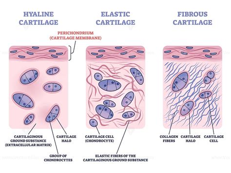 Perichondrium As Hyaline Fibrous And Elastic Cartilage Membrane