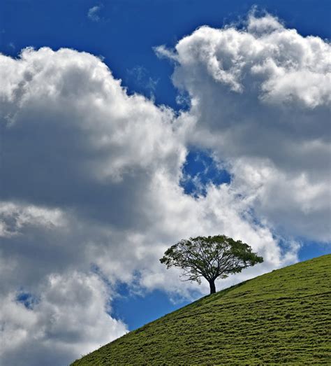 25 Beautiful Solitary Tree Photographs From Around The World