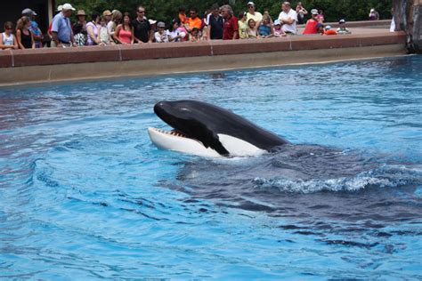 Send Killer Whale Back To Florida Court Tells Marineland