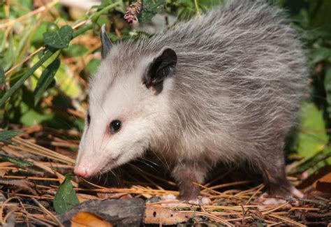 How To Get Rid Of Opossums And Tips On Possum Control Animal Control