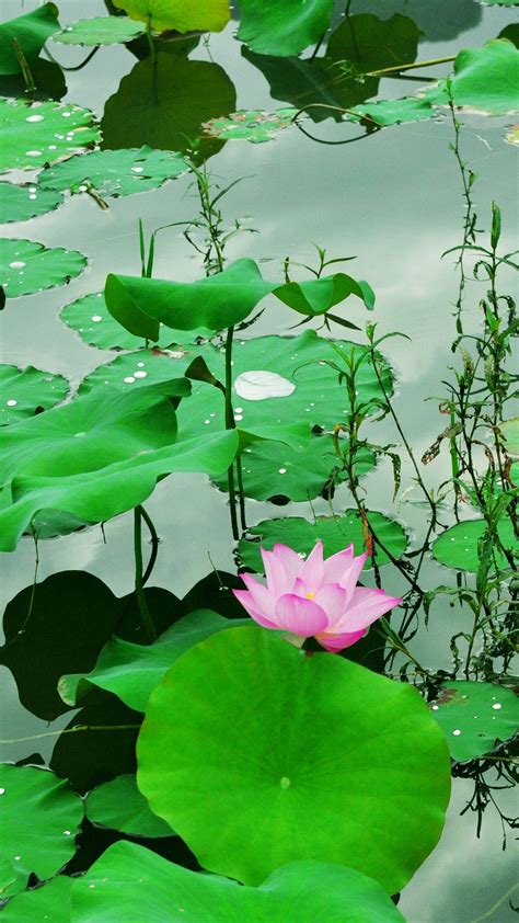 Fresh Lotus Pond Iphone 6 Wallpaper Lotus Pond Bling Wallpaper Green Pond