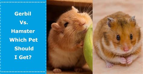 Gerbil Vs Hamster Which Pet Should I Get Wondergirlsworld