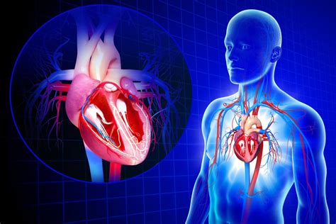 Prevenci N De Enfermedades Cardiovasculares Y Envejecimiento Vascular