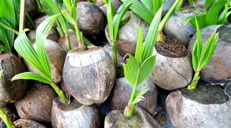 Grow Coconut Plant At Your Home With These Easy Steps