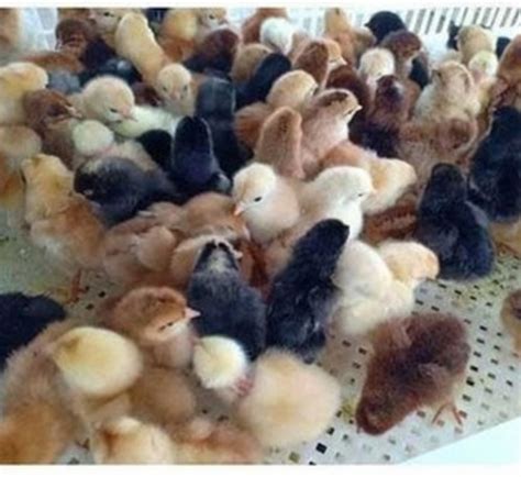 1kg White And Black Healthy And Pure Desi Poultry Farm Chicks Gender Both At Best Price In