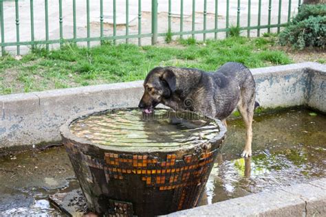 Dog Drinking Water Stock Image Image Of City Homeless 32160495