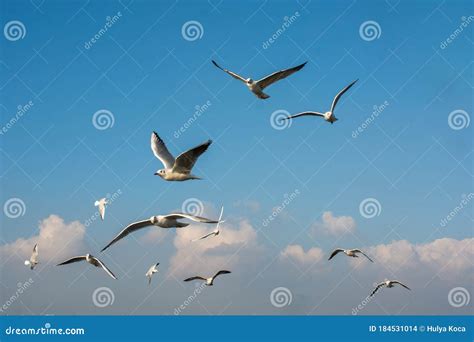 Seagulls Flying In Sky Seagulls Are Flying In Sky As Background Stock